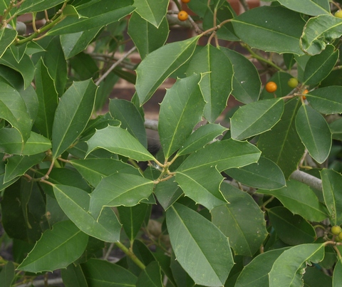 Ilex x attenuata 'Savannah'