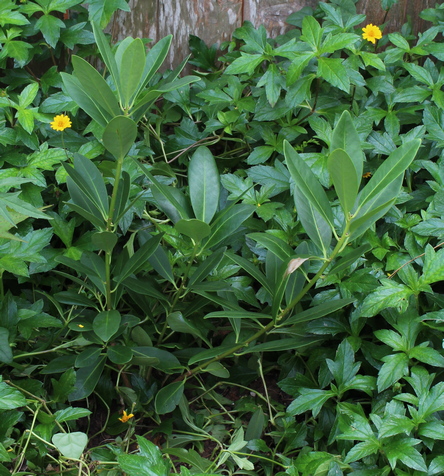 Illicium parviflorum 'Forest Green'