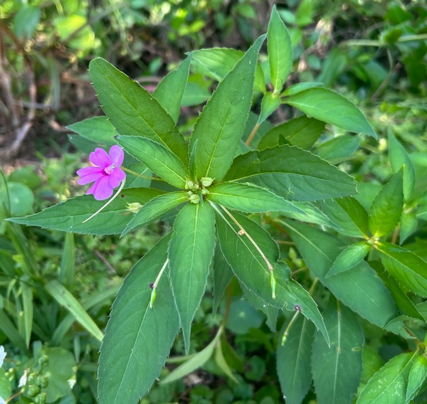 Impatiens gardneriana