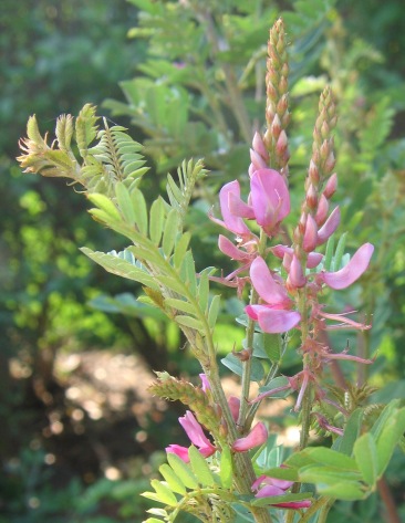 pinkflower indigo