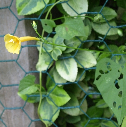 Ipomoea hederifolia var. lutea