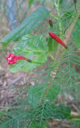 Ipomoea quamoclit