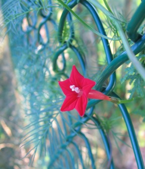 cypress vine