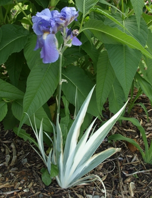 Iris pallida 'Argenteo-Variegata'