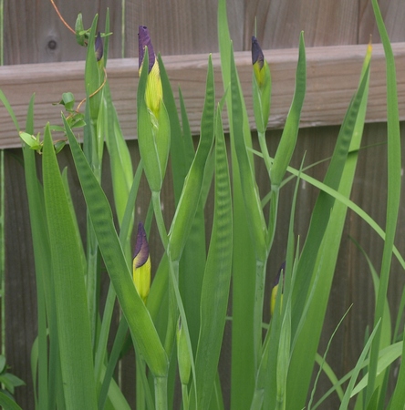Iris x louisiana