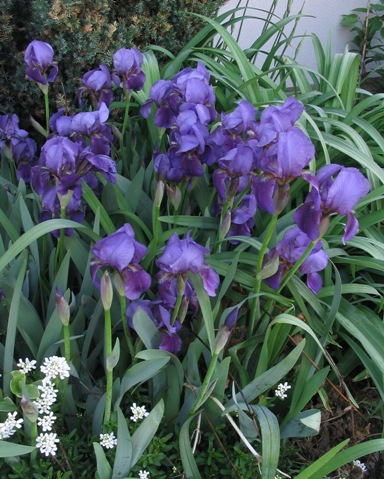 Iris (intermediate bearded hybrids)