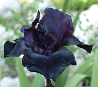 Iris (tall bearded hybrids)