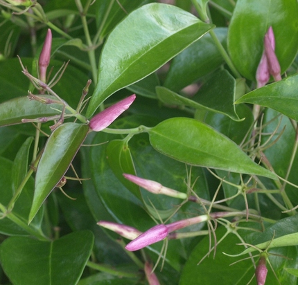 star jasmine; angel wing jasmine
