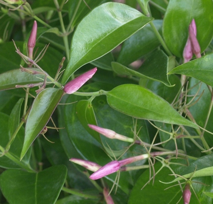 star jasmine; confederate jasmine