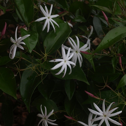 Jasminum nitidum