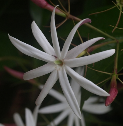 Jasminum nitidum