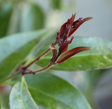 Jasminum nitidum