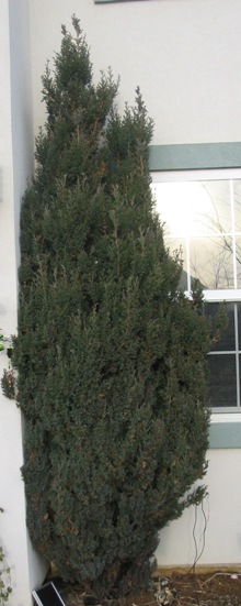 Juniperus sp.