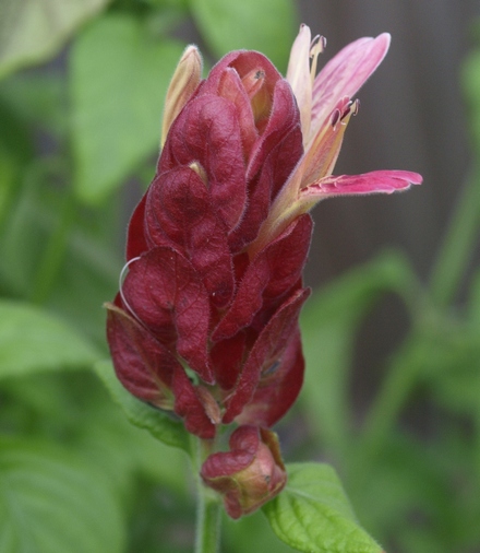 shrimp plant