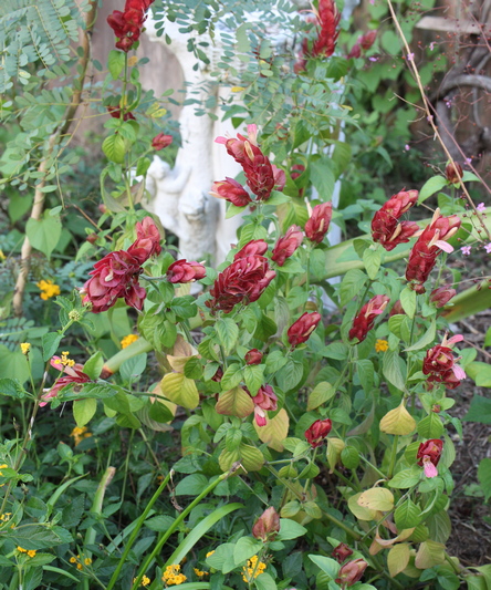 shrimp plant