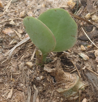 paddle plant, flapjacks