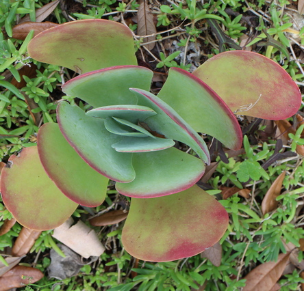 Kalanchoe tetraphylla