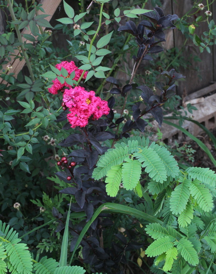 Lagerstroemia 'Midnight Magic' ('PIILAG-V')