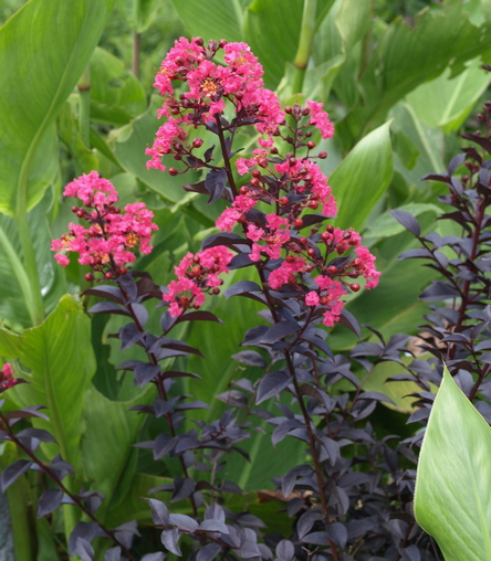 crape myrtle