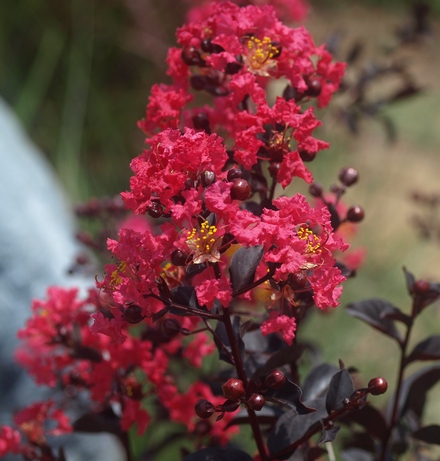 Lagerstroemia 'Midnight Magic' ('PIILAG-V')