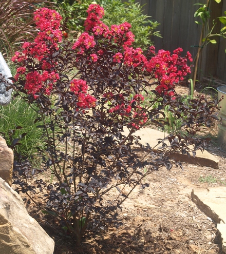 Lagerstroemia 'Midnight Magic' ('PIILAG-V')