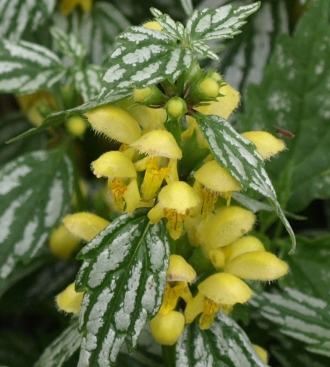 yellow archangel