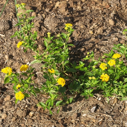 Lantana montevidensis