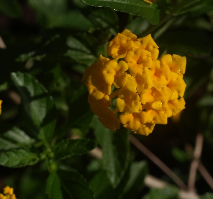 trailing lantana