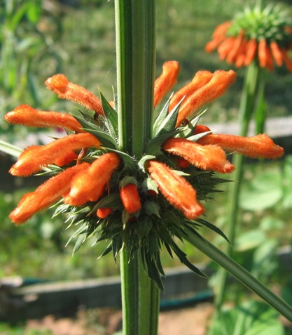 annual lion's tail