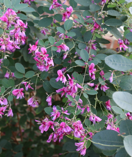 bush clover