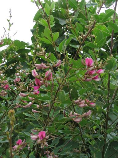 bush clover