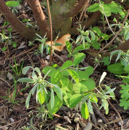 bush clover