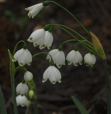 summer snowflake