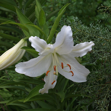 lilies (various species and hybrids)