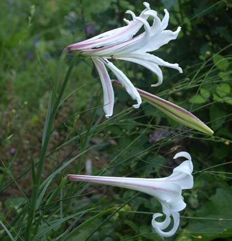 formosa lily