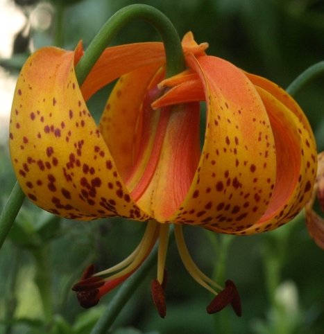 Michigan lily