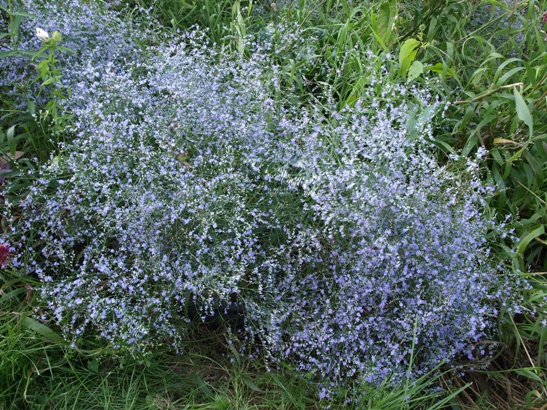 limonium latifolium statice lavender sea latifolia robsplants