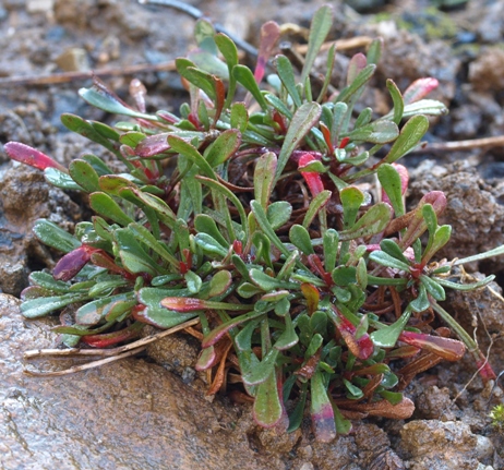 Limonium virgatum ssp. dictyocladum