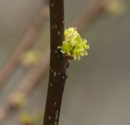 Lindera benzoin