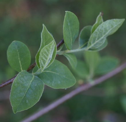 spicebush