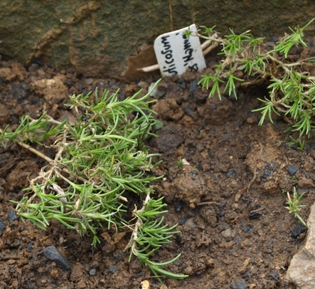 Linum suffruticosum ssp. salsoloides 'Nanum'