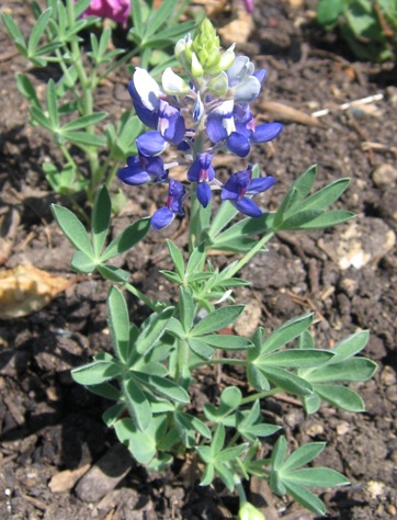 Lupinus texensis