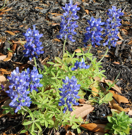 Texas bluebonnet