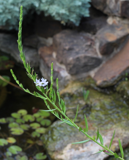 Lythrum alatum var. lanceolatum