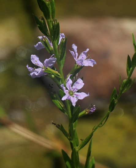 lanceleaf winged loosestrife