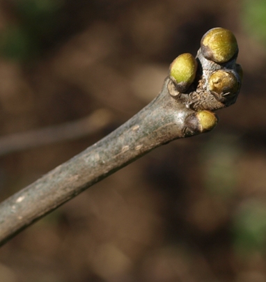 Maackia amurensis