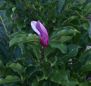 Magnolia 'Betty'