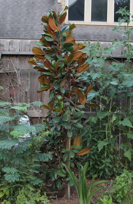 Magnolia grandiflora 'Southern Charm' Teddy Bear