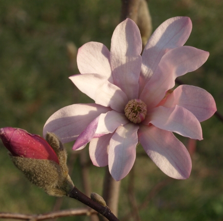 pink star magnolia