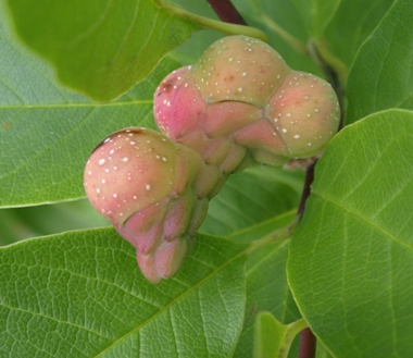 Magnolia stellata fruit